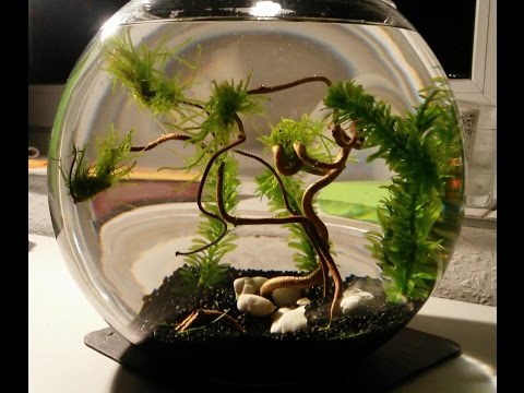Aquascape Kugelaquarium