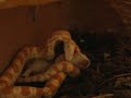 babysnake swallows a babymouse -macro