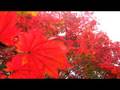 videos de Maharaji Truest Companion