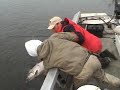 Another NICE SALMON for TODD