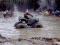 cat daddy huge atv mudding