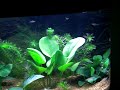 Il mio acquario di comunit� - www.piranhaportal.net
