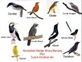 Kompilasi Masteran Kicau Burung dan Suara Kricikan Air Durasi Panjang