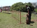Visita a PE SP dia 16-11-08 plantil de 500 ârvores deonstração adestramento de cães