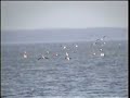 flamingo's veluwemeer harderwijk