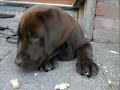 Labrador Puppy Brown (Chocolate) - Video and Foto! Labrador Puppy Brown (Chocolate) - Video and Foto!