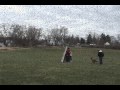 Malinois Malcom Schutzhund Training Nov 17th 2009