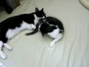 Foster Kitties Liang-Yi and Scruffy