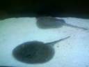 New Motoro Stingrays