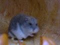 Popcorn Plays in a Pumpkin Part 1
