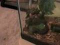 Snake-Eats-Rat-The-F