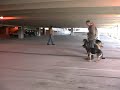 Dog Training - group exercise