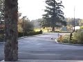Contando ninguém acredita - cão andando de skate