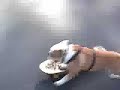 Contando ninguém acredita - cão andando de skate