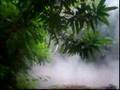 MT. makiling MUD SPRING