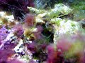 Gonodactylaceus glabrous