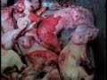 Mother Pig and Piglet Abuse by Hormel Foods Mother Pig and Piglet Abuse by Hormel Foods