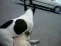 Pug video