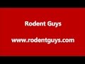 Gopher Control Riverside Gopher Removal | Rodent Guys Pest Service and Extermination Riverside