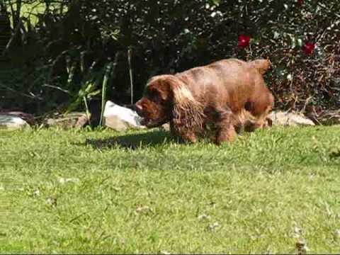 Sussex Spaniel Hunting Butterflies