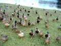 Ataque de patos la guerra de las galaxias