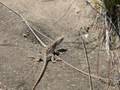 videos de Owyhee desert camping & 4-wheeling