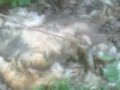 Scaly, Furry, Unknown, Dead Animal In Abandoned House Scaly, Furry, Unknown, Dead Animal In Abandoned House