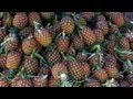 Pineapple, Cassava Plant, and Jack Fruit Farms near Pattaya City; Thailand