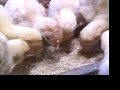 Farm Sanctuary\