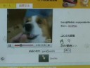 Goro@Welsh corgi 20080908 My Pets Award by TOSHIBA Goro@Welsh corgi 20080908 My Pets Award by TOSHIBA