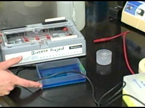 how to recover dna from agarose gel