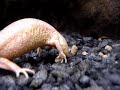 White Leucistic Spanish Ribbed Newt Pleurodeles waltl Albino White Leucistic Spanish Ribbed Newt Pleurodeles waltl Albino
