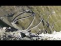 Stelvio Pass, Italy (HD)