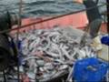 Ulladulla Board Trawler - Shelley H