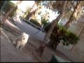 Lonely Dog, Cruel World.