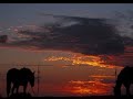 All the Pretty Little Ponies - Catherine Raney