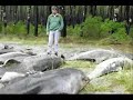 Contaminacion Ambiental (www.guiasescapate.com)