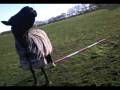 videos de Madam Gabbana (My Horse) Funny! Read Discripton