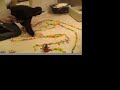 A domino in flippycat-style