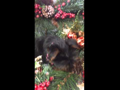 Vitini is so sweet loves to give kisses