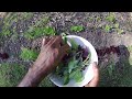 Click here to watch this video Harvest time! Caesar and red-leafed lettuces and bunching onions!