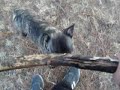 Mela, my frenchie, playing