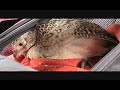 Downer chicken rescued from Amish auction ON 2008.wmv