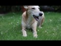 Canon 5d mk2 mark ii - HD Movie - Dog