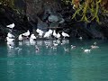 AFOGNAK ISLAND WILDLIFE BIRDS AND DUCKS