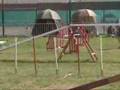 Border Collie video