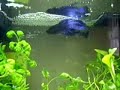 Betta spawning