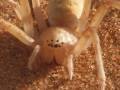 Die rollende Sahara-Spinne