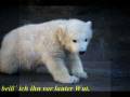 videos de Knut nervt - Ein Lied über Knut