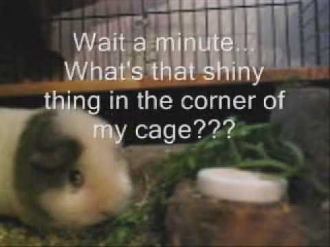 Fatso the Hungry Pig
